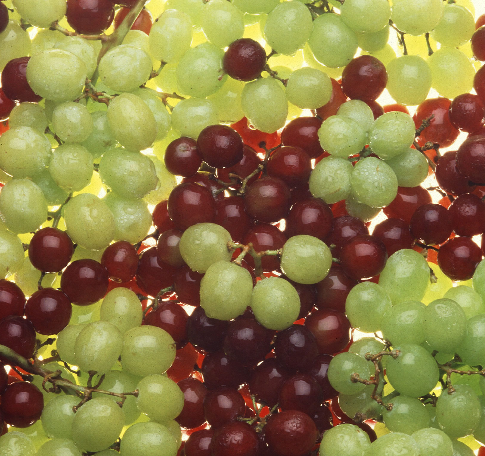 grapesbyscottbauer.jpg